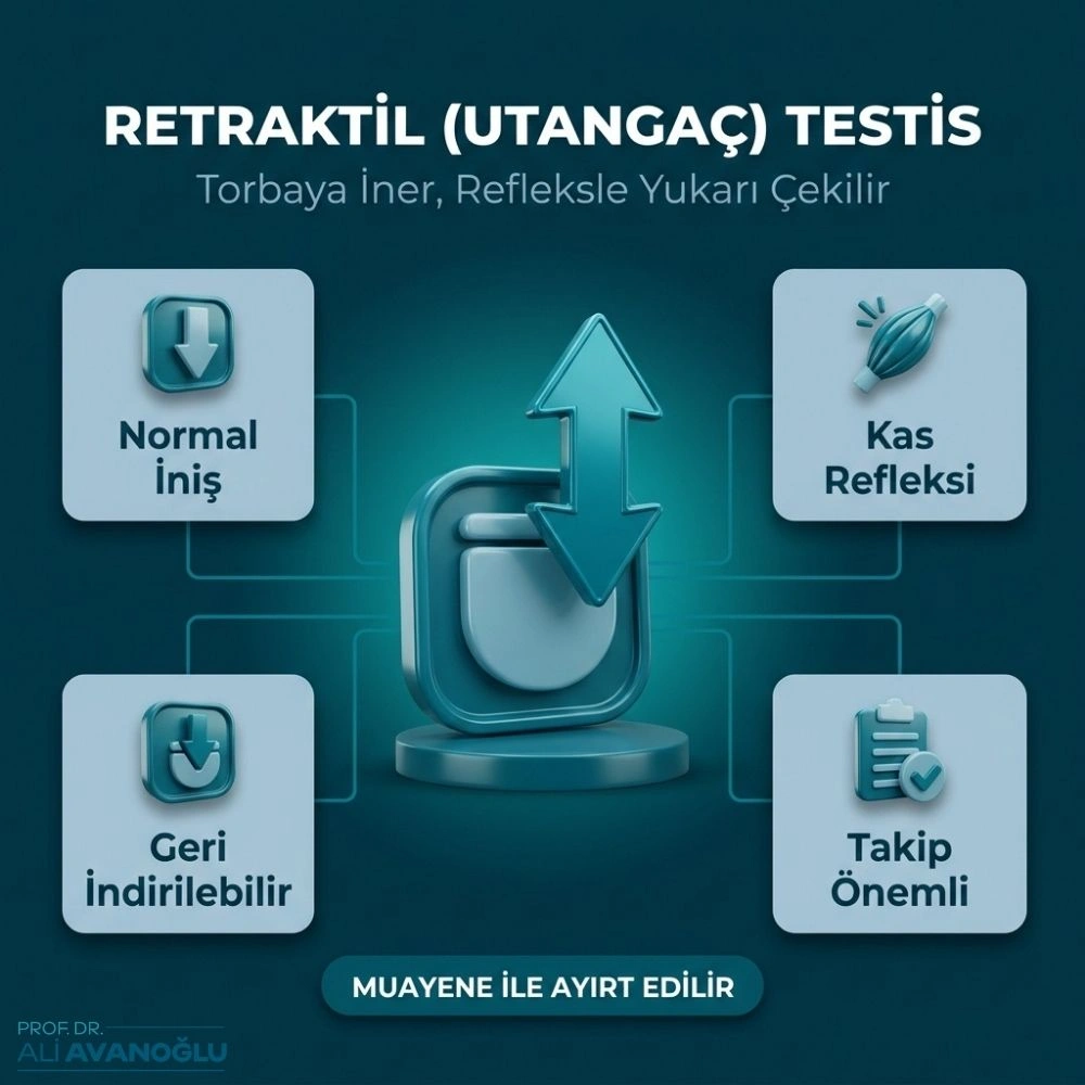 utangaç testis nedir